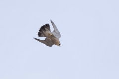 Peregrine Dive by Craig Denford