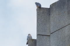 Peregrines Perched by Craig Denford