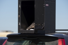 Juvenile Release. Photo by James Sellen.