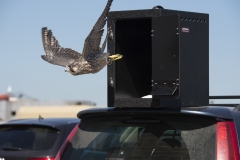 Juvenile Release. Photo by James Sellen.