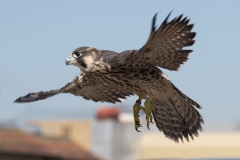 Juvenile Release. Photo by James Sellen.