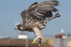 Juvenile Release. Photo by James Sellen.