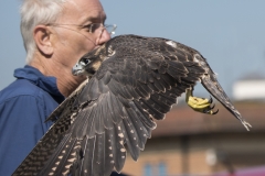 Juvenile Release. Photo by James Sellen.