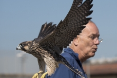 Juvenile Release. Photo by James Sellen.