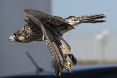 Juvenile Release. Photo by James Sellen.