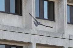 Juvenile Release. Photo by James Sellen.