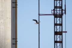 Juvenile Release. Photo by James Sellen.