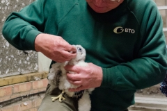 Richard Denyer with Peregrine Juvenile. Photo by James Sellen.