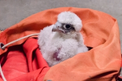 Juvenile Peregrine. Photo by James Sellen.