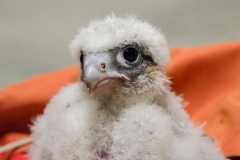 Juvenile Peregrine. Photo by James Sellen.