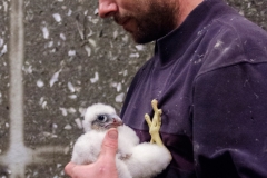 Jon Denyer with Peregrine Juvenile. Photo by James Sellen.