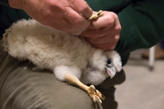 Peregrine Ringing I. Photo by Craig Denford.