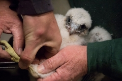 Peregrine Ringing III. Photo by Craig Denford.