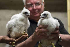 Two Chicks. Photo by James Sellen.