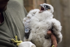 Peregrine Chick. Photo by James Sellen.