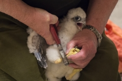 Ringing. Photo by James Sellen.