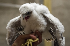 Peregrine Chick. Photo by James Sellen.