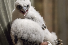 Peregrine Chick. Photo by James Sellen.