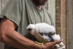 Ringing Peregrine Chick. Photo by James Sellen.