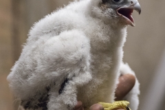 Peregrine Chick. Photo by James Sellen.