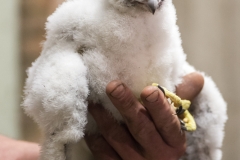 Peregrine Chick. Photo by James Sellen.