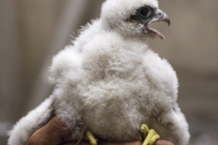 Peregrine Chick. Photo by James Sellen.