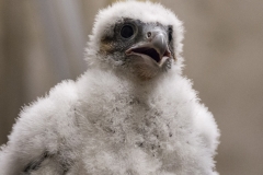 Peregrine Portrait. Photo by James Sellen.