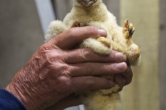 Peregrine chick being held