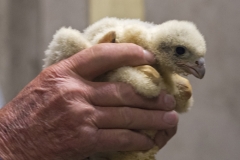 Peregrine chick being held