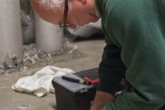 Richard Denyer ringing a peregrine chick