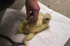 Richard Denyer ringing a peregrine chick