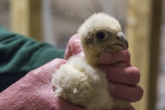 Richard Denyer holding a peregrine chick