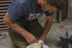 Jeremy Gates with peregrine chick