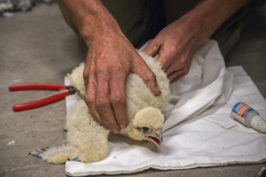 Jeremy Gates with peregrine chick