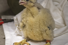 Jeremy Gates with peregrine chick