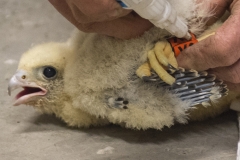 Jeremy Gates ringing peregrine chick