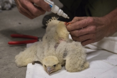 Jeremy Gates ringing peregrine chick