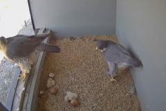 The first two chicks to hatch - 1st May 2016