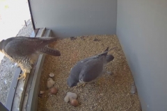 The first two chicks to hatch - 1st May 2016