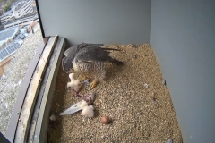 One of the Chicks being fed - 3rd May, 17.00