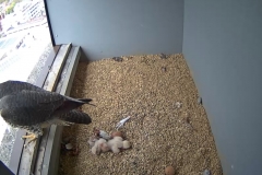 Two chicks, 1 unhatched egg - 3rd May, 17.00