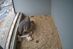 Two chicks, 1 unhatched egg - 3rd May, 17.00