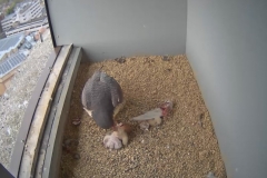 3 chicks, 2 alive and well on the left, one deceased on the right - 2nd May