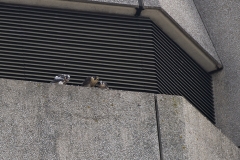 Peregrines Juveniles on the South West Side.