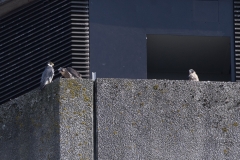 Peregrines Juveniles, North West Side.