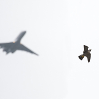 Urban Peregrines