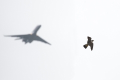 Urban Peregrine. Photo by James Sellen.