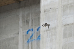 Urban Peregrine. Photo by James Sellen.