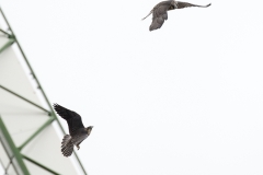 Urban Peregrine. Photo by James Sellen.