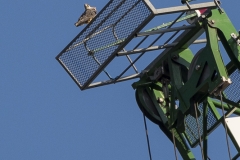 Urban Peregrine. Photo by James Sellen.